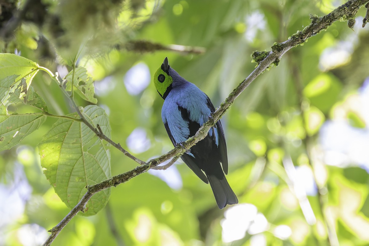 Paradise Tanager - ML647598056