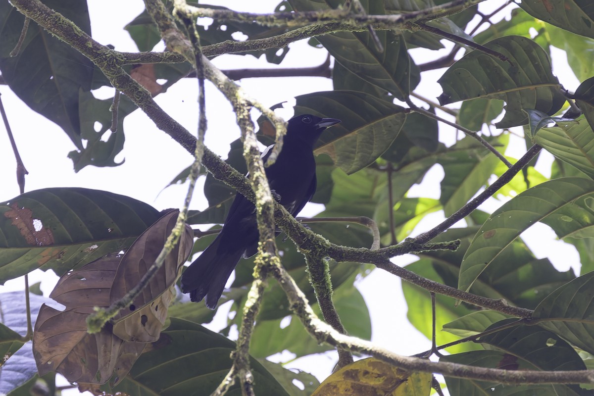 White-shouldered Tanager - ML647598059