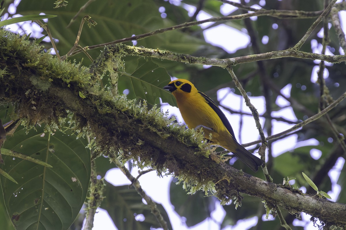 Golden Tanager (pulchra Group) - ML647598060