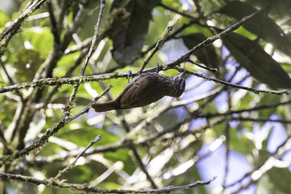 Streaked Xenops - ML647598062