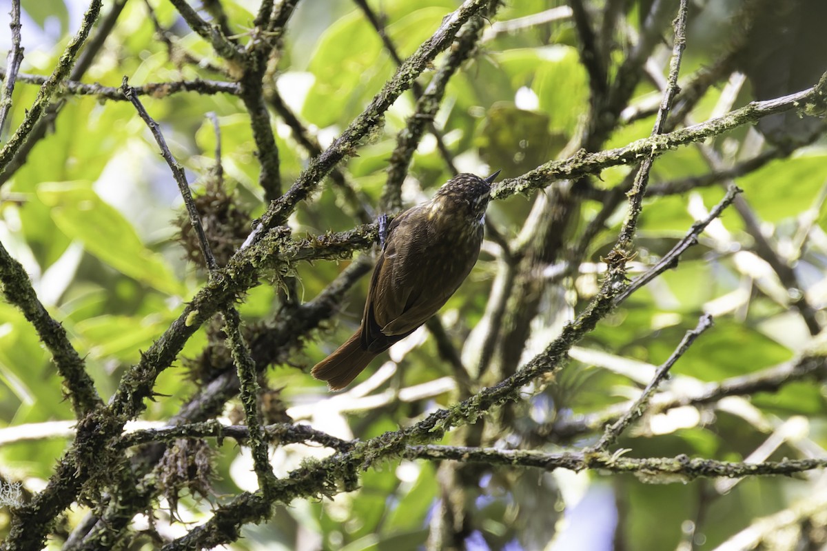 Streaked Xenops - ML647598063