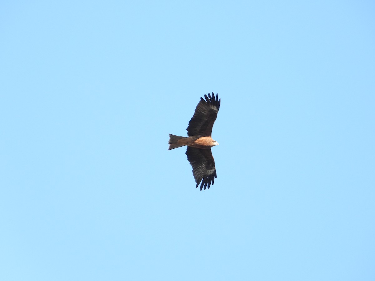 Black Kite - ML647598065