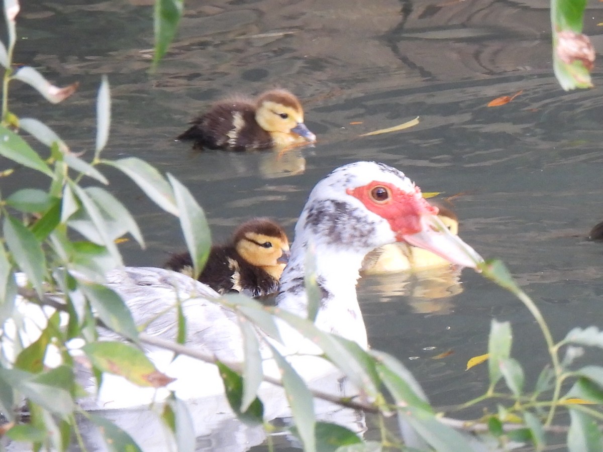 Muscovy Duck (Domestic type) - ML647598066