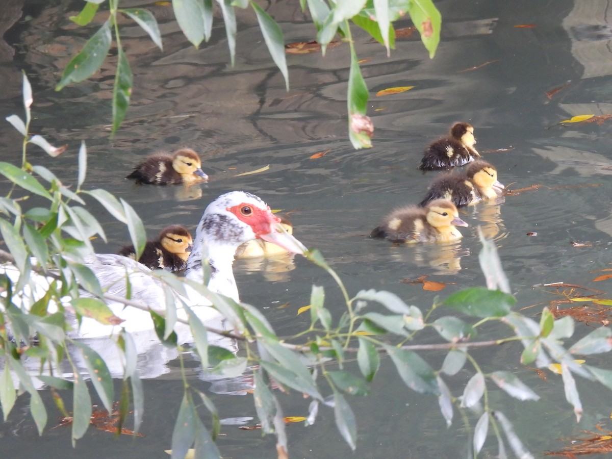 Muscovy Duck (Domestic type) - ML647598067