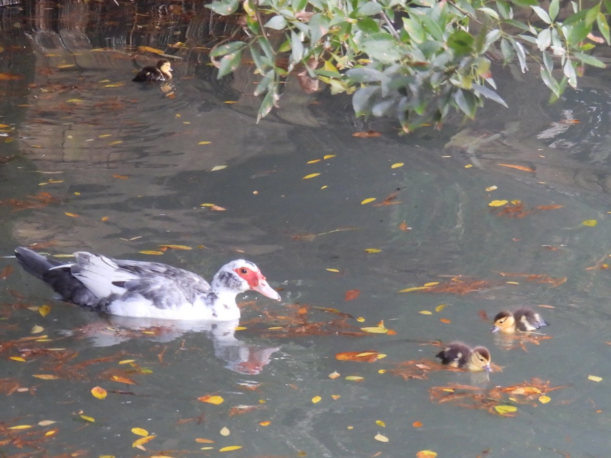 Muscovy Duck (Domestic type) - ML647598068