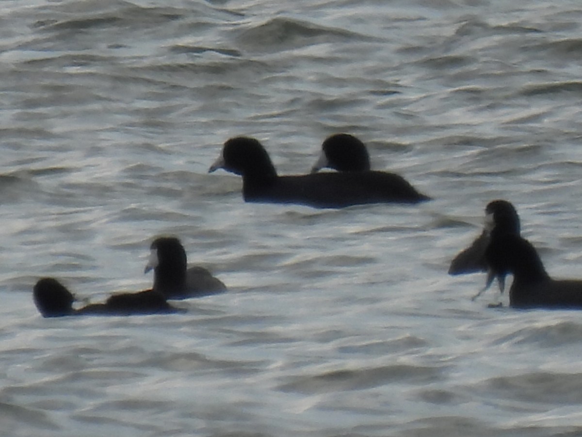 American Coot - ML647598069