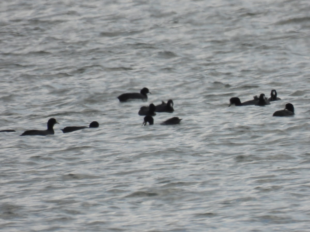 American Coot - ML647598071