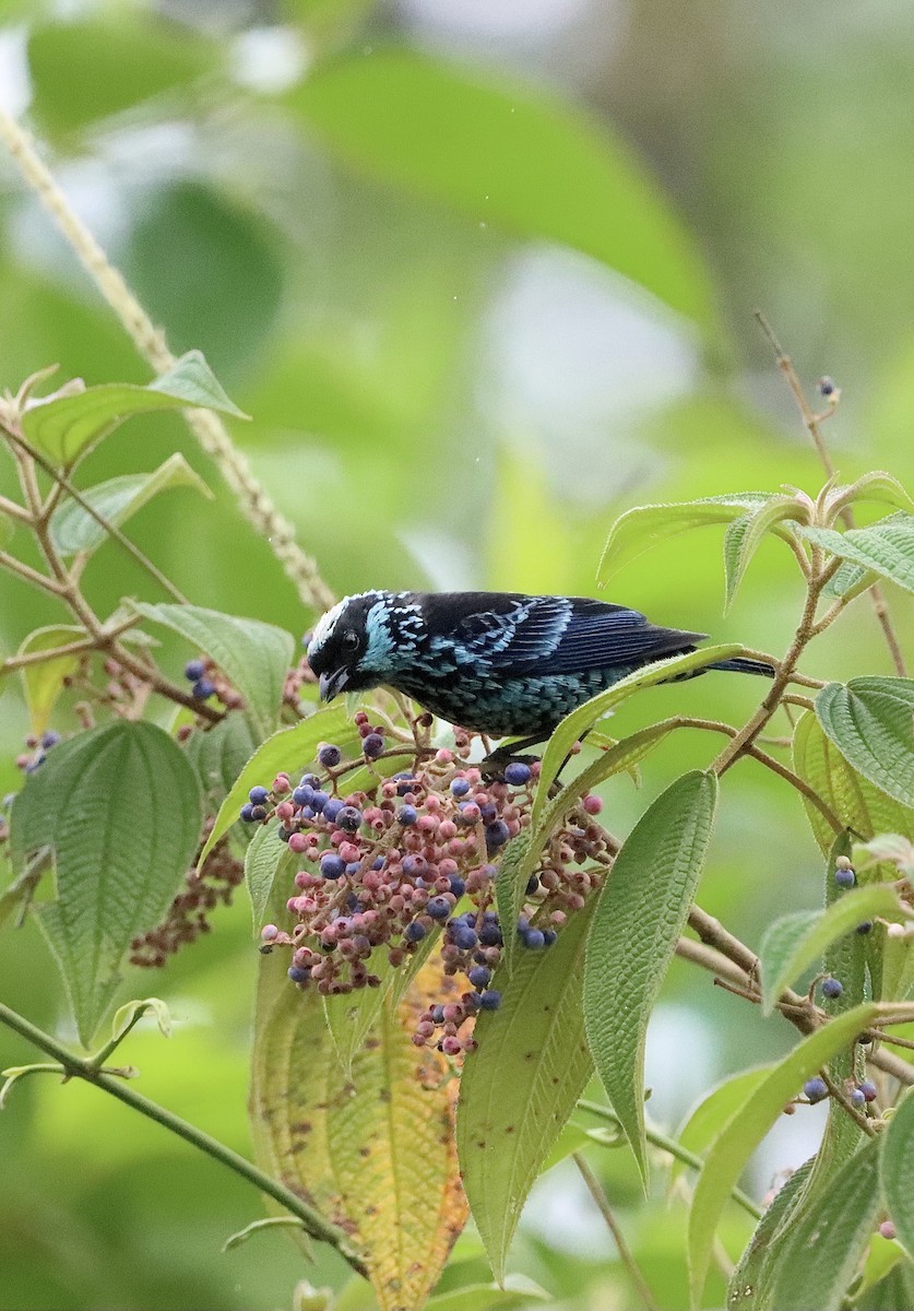 Beryl-spangled Tanager - ML647598072