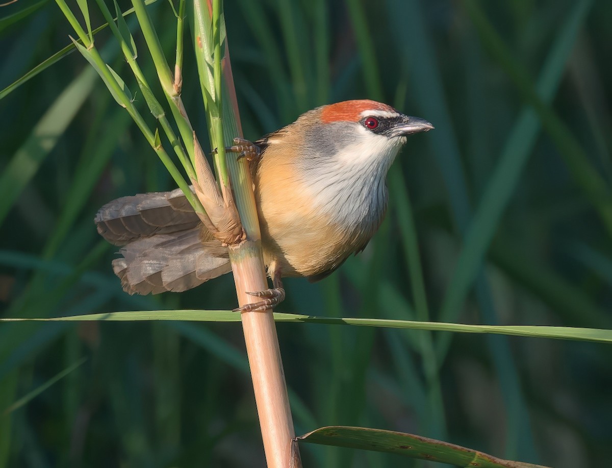 Chestnut-capped Babbler - ML647598073