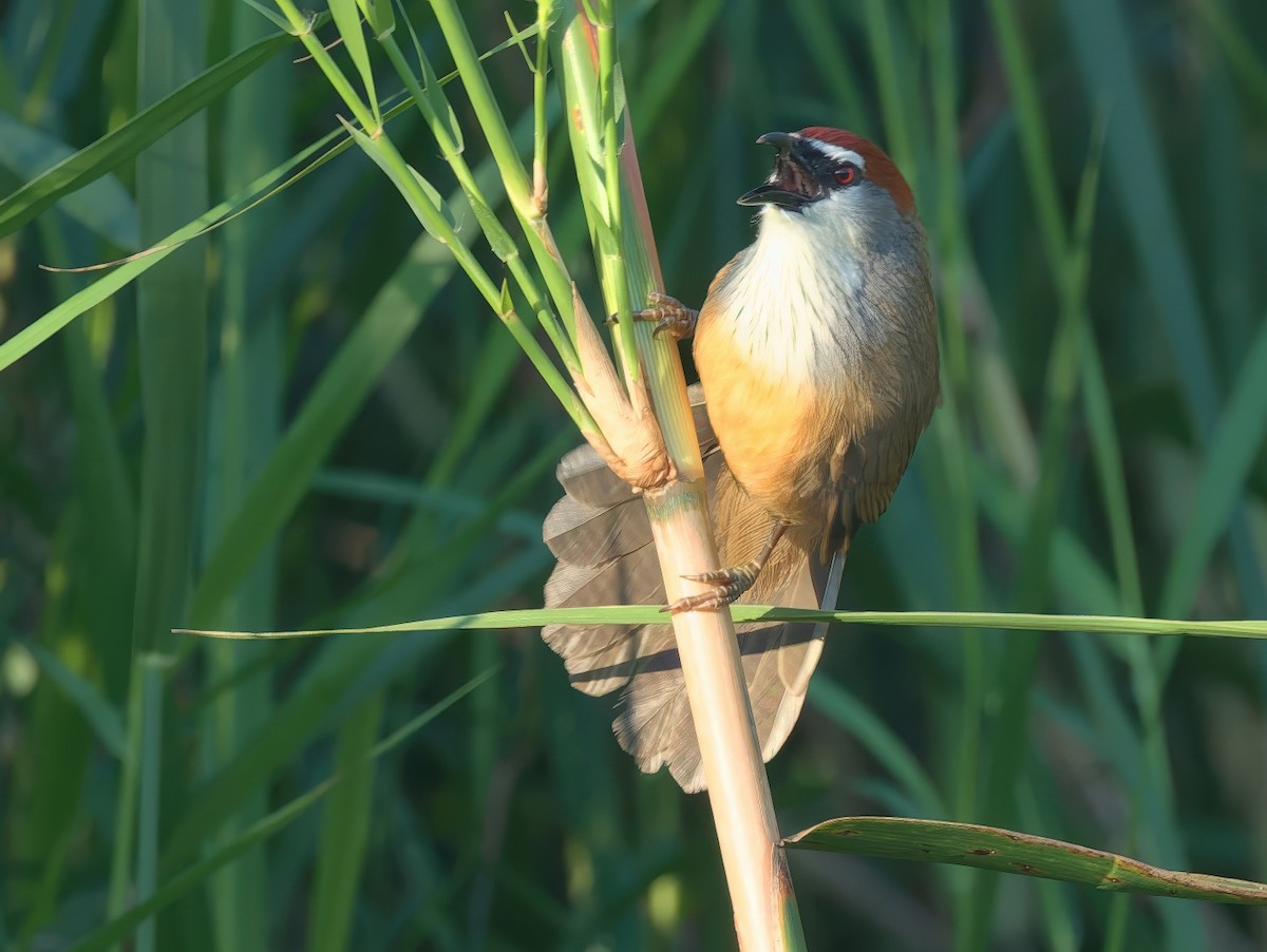 Chestnut-capped Babbler - ML647598074