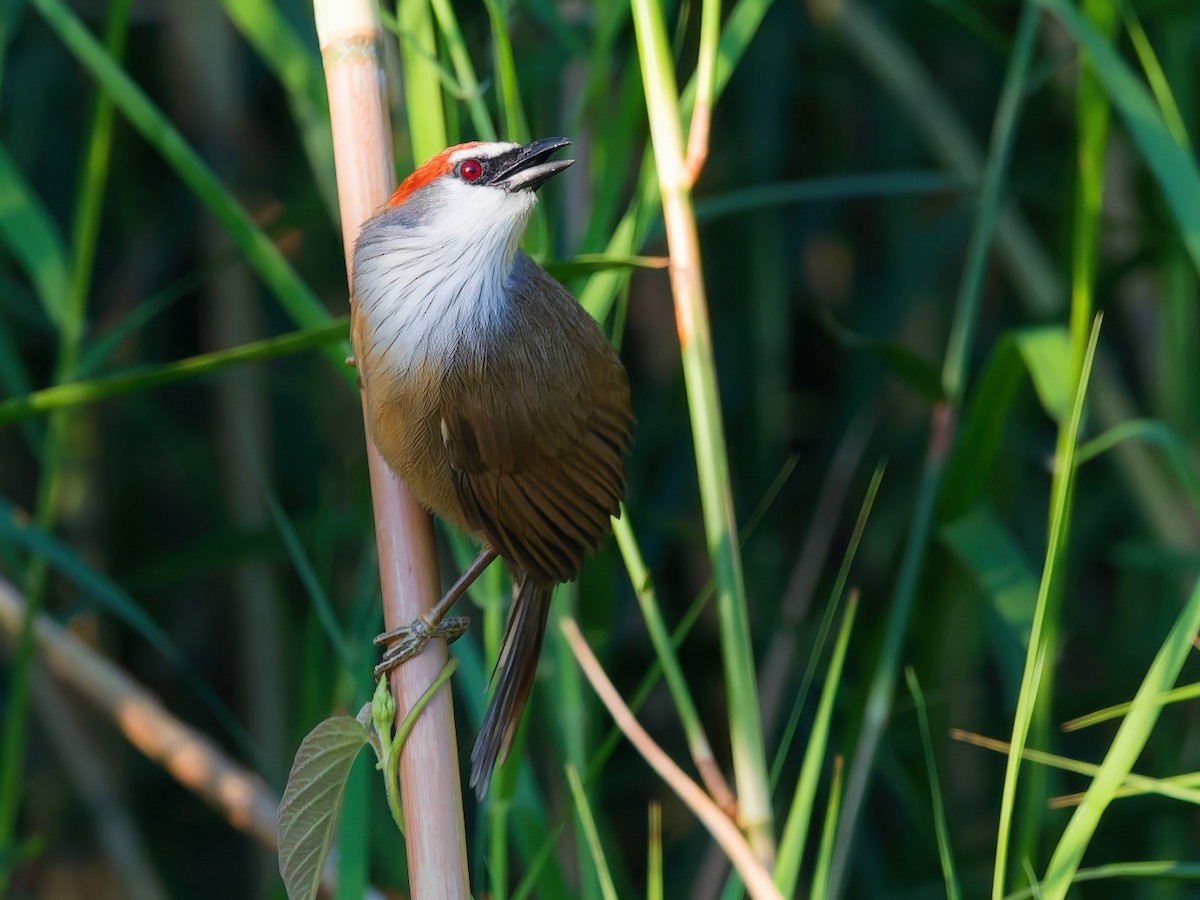Chestnut-capped Babbler - ML647598075