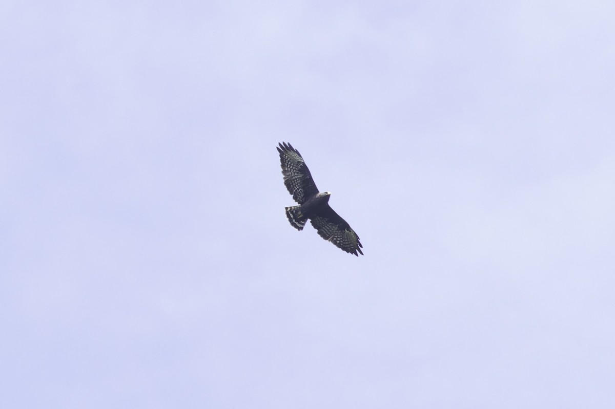 Zone-tailed Hawk - ML647598076