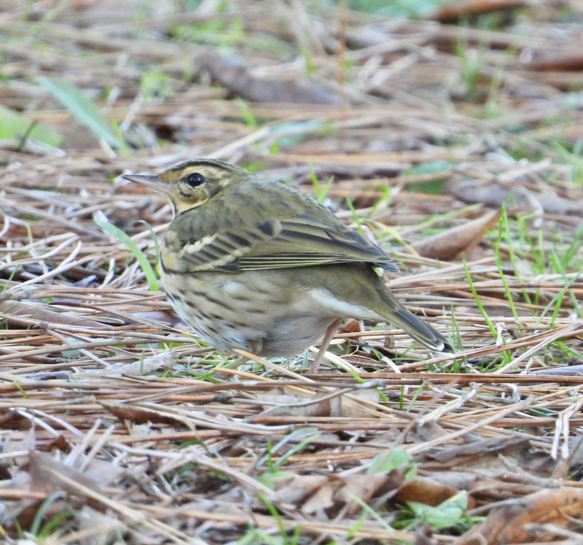 Olive-backed Pipit - ML647598077