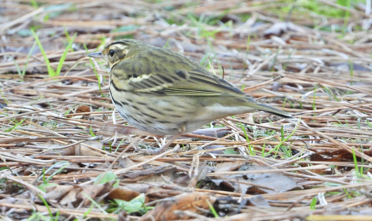 Olive-backed Pipit - ML647598078