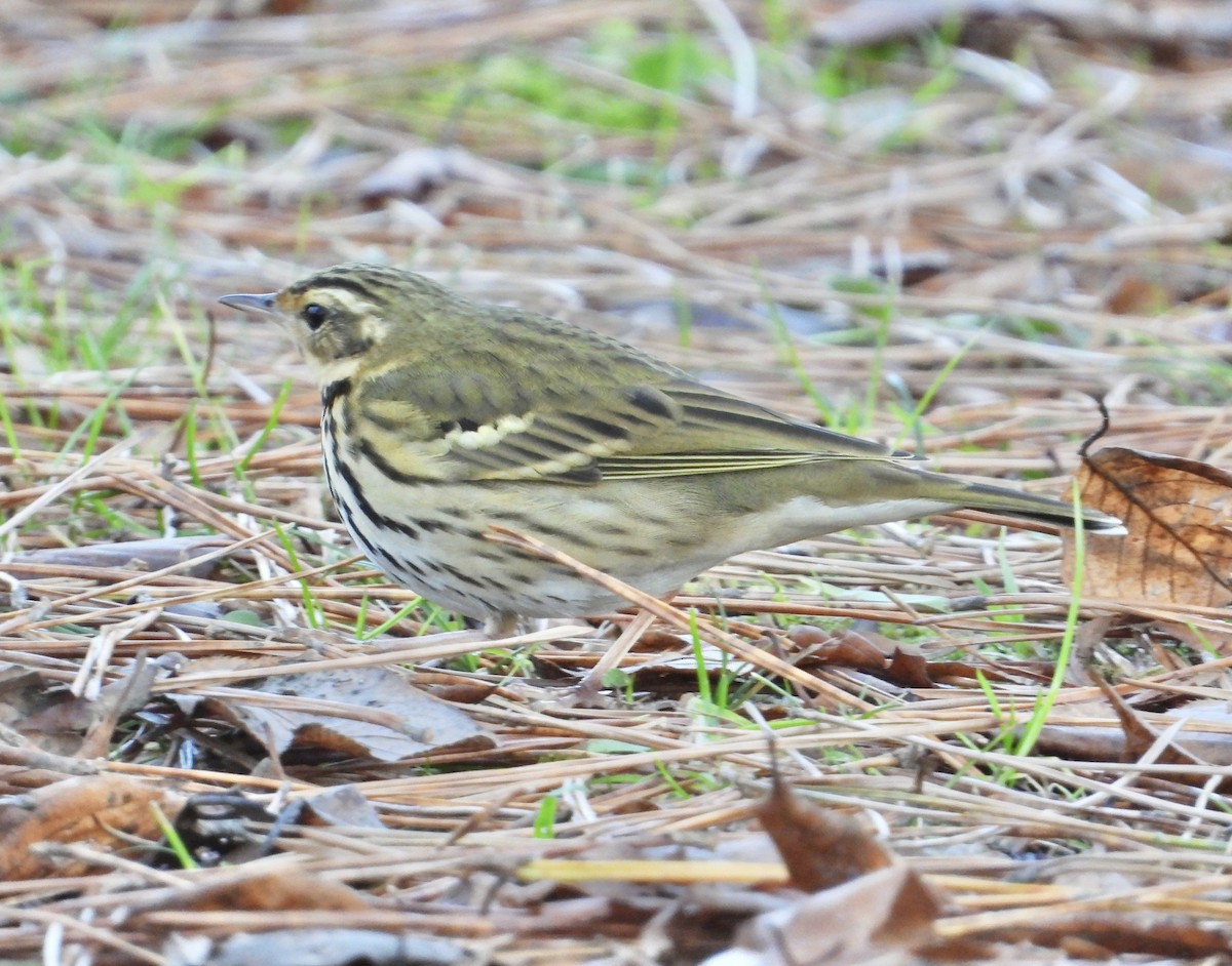 Olive-backed Pipit - ML647598079