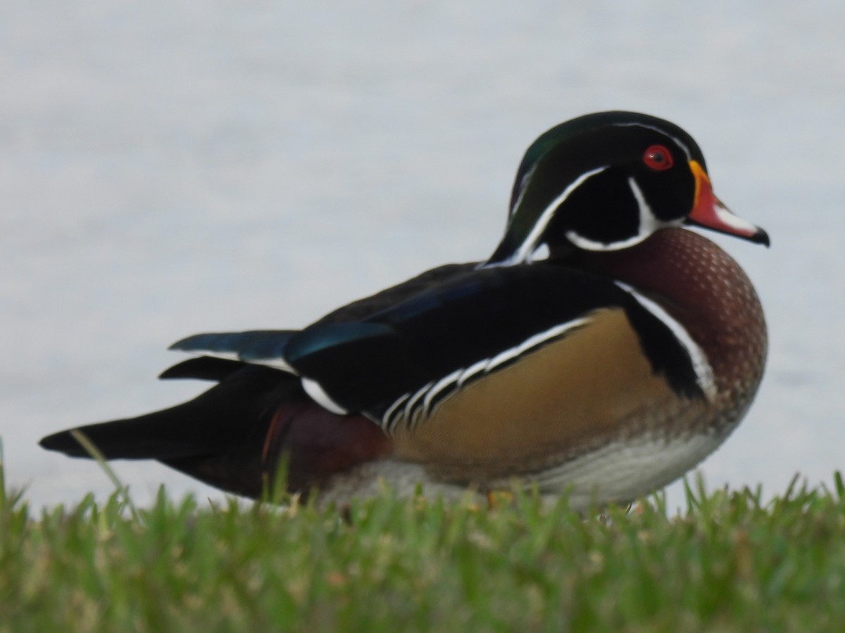 Wood Duck - ML647598080