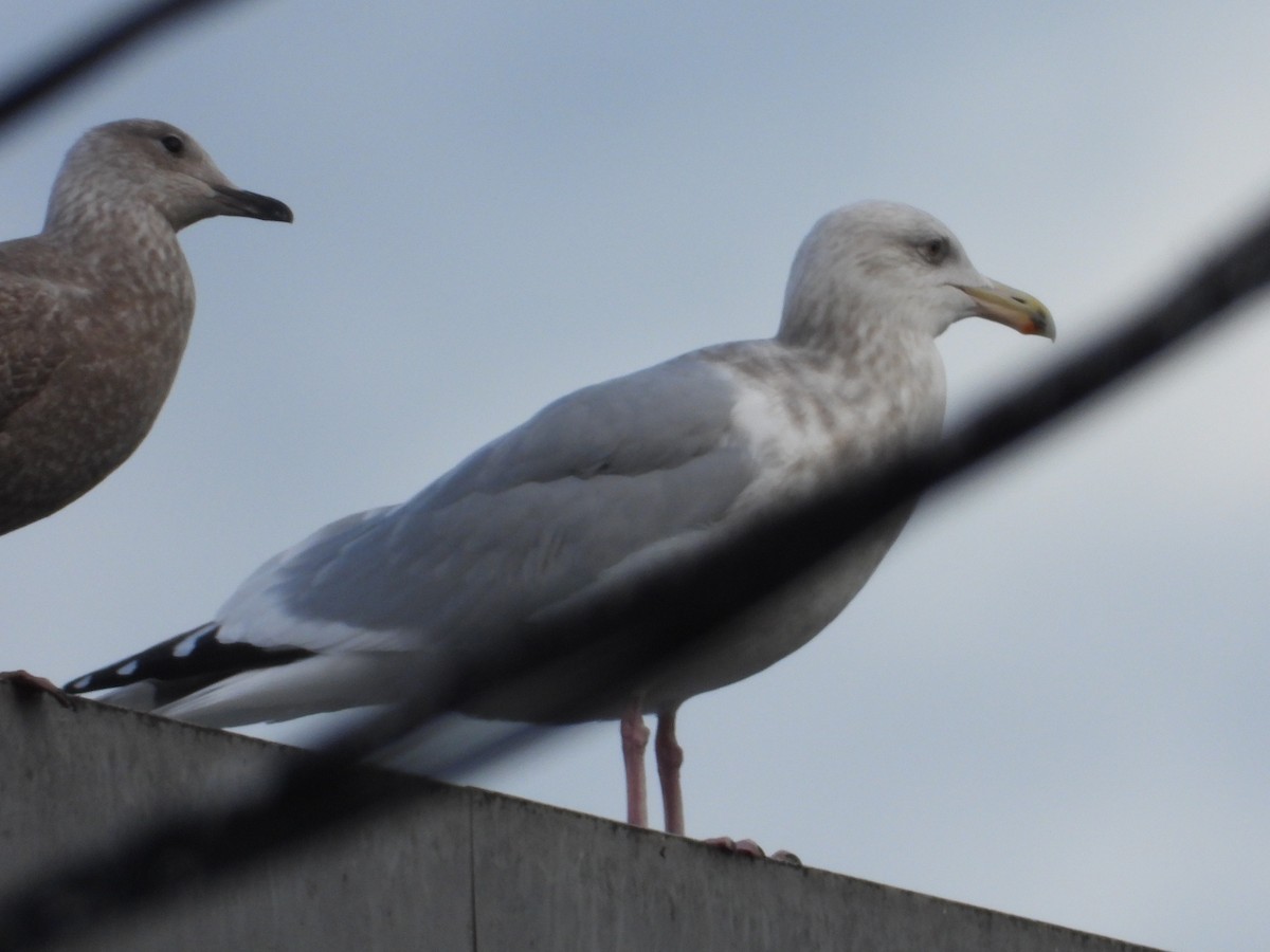 American Herring x Glaucous-winged Gull (hybrid) - ML647598081