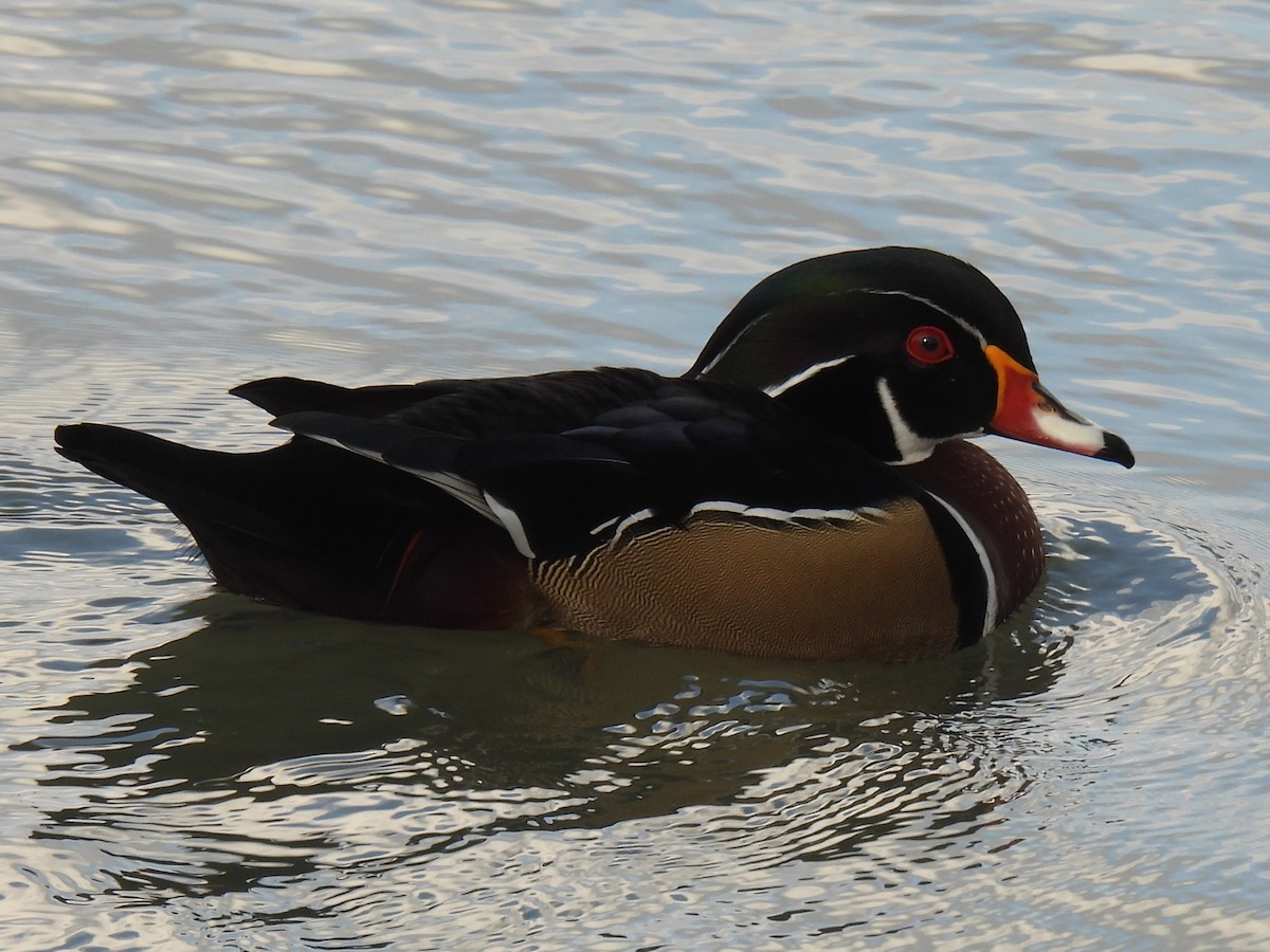 Wood Duck - ML647598082