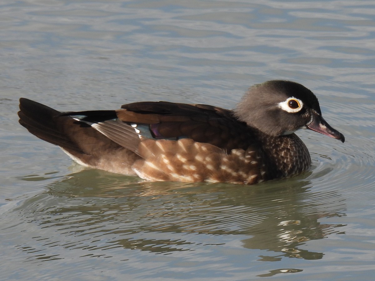 Wood Duck - ML647598083