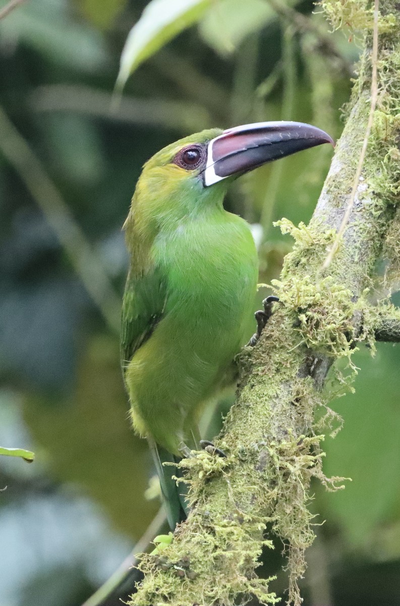 Crimson-rumped Toucanet - ML647598086