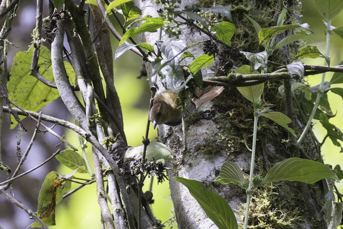 Buff-fronted Foliage-gleaner - ML647598087