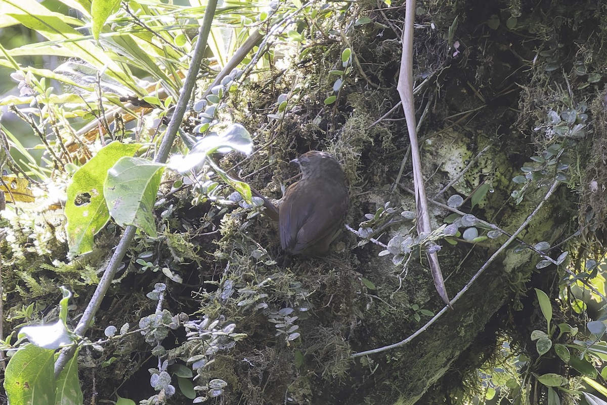 Ash-browed Spinetail - ML647598088