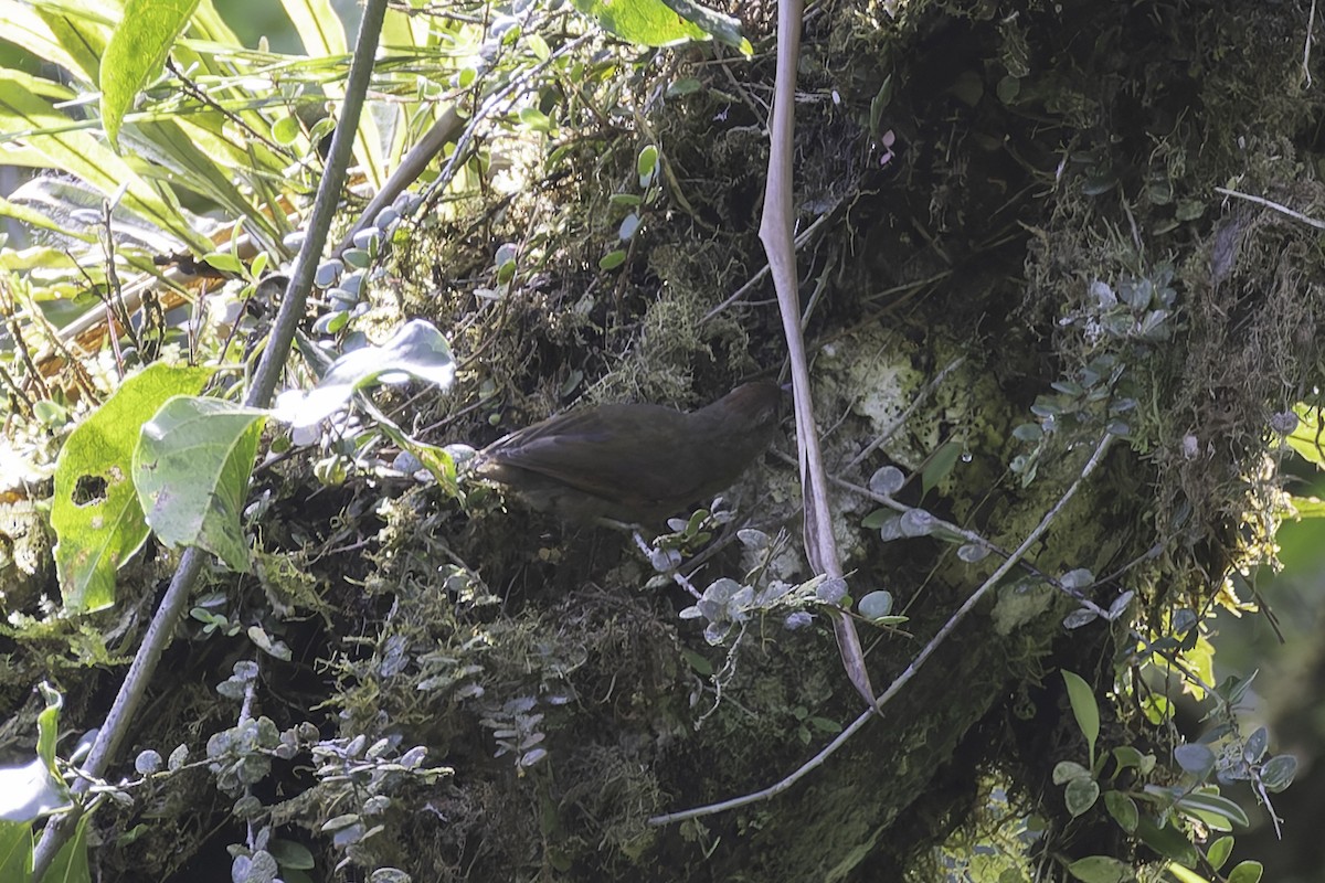 Ash-browed Spinetail - ML647598089
