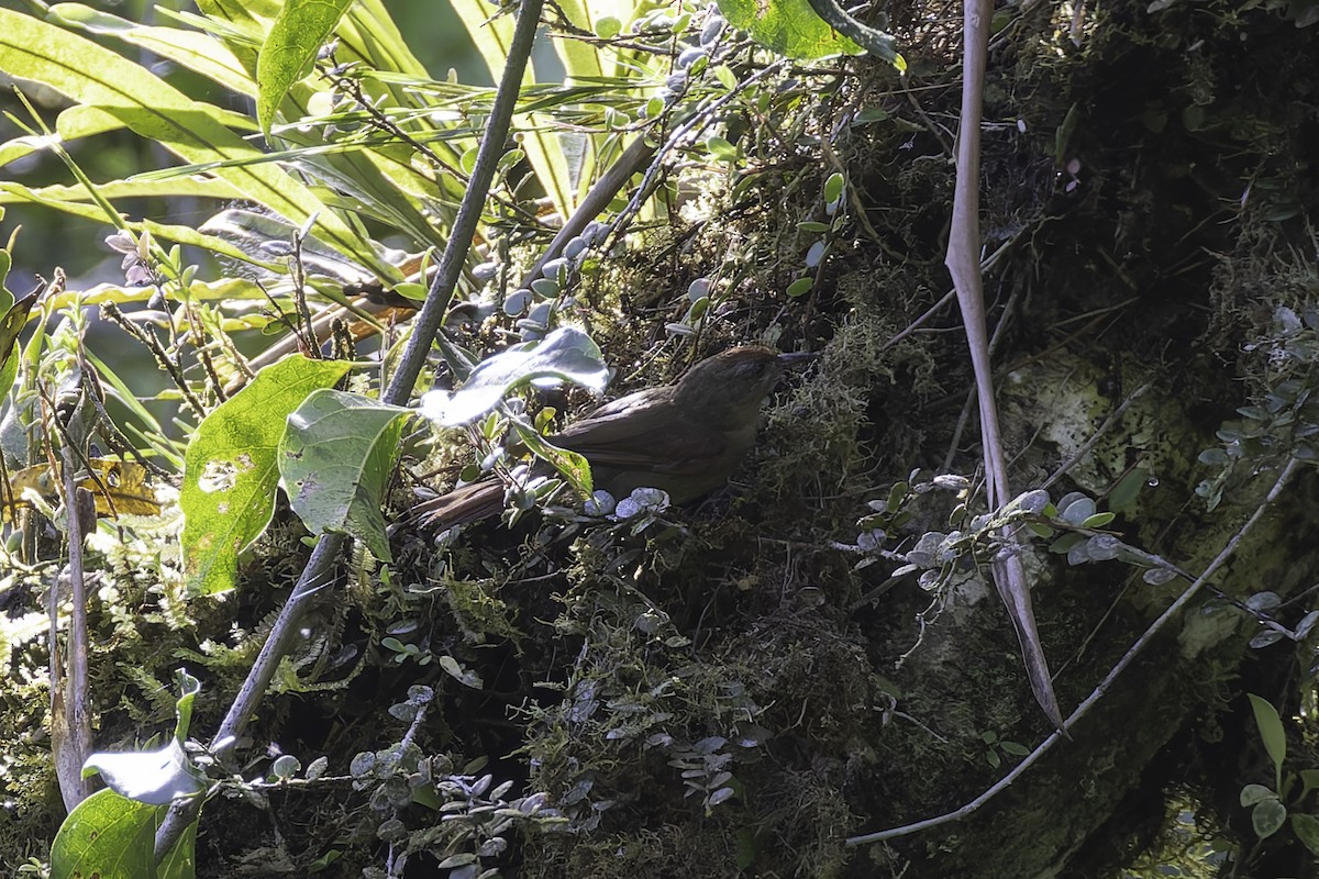 Ash-browed Spinetail - ML647598090