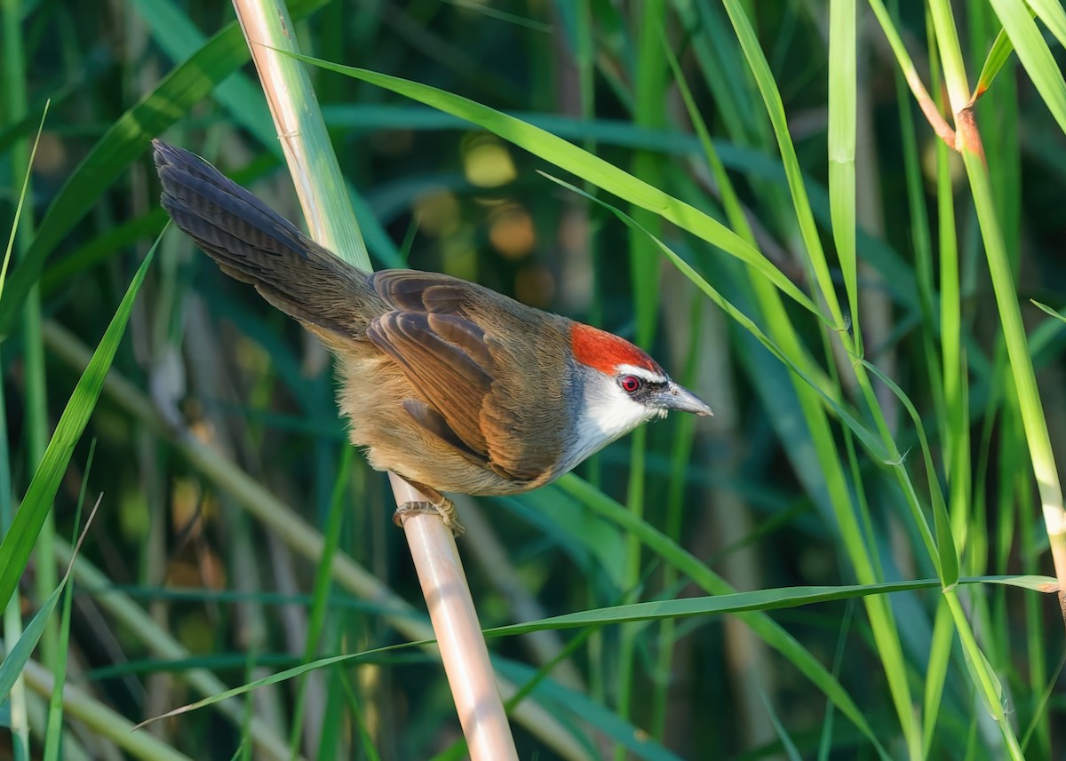 Chestnut-capped Babbler - ML647598092