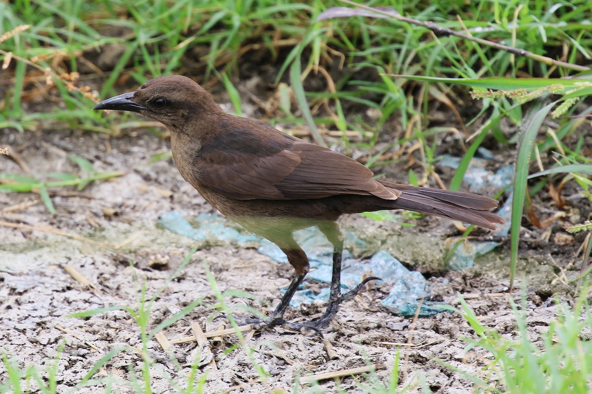 Carib Grackle - ML647598096