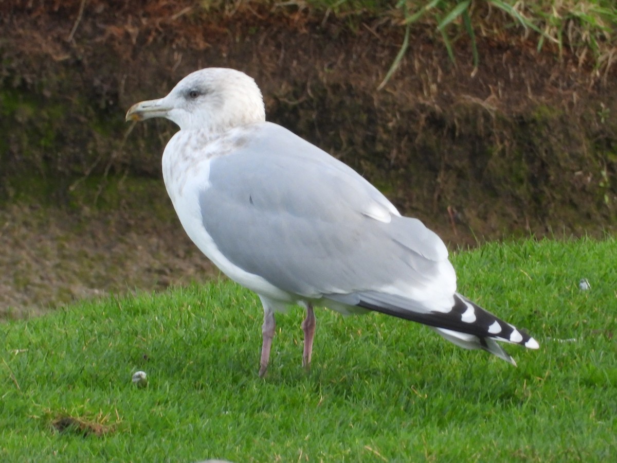 American Herring x Glaucous-winged Gull (hybrid) - ML647598097