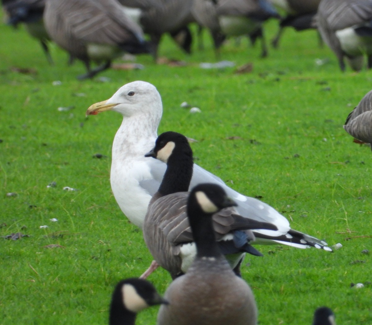 American Herring x Glaucous-winged Gull (hybrid) - ML647598098