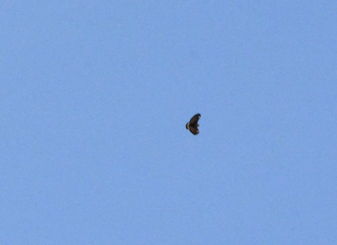 Common Black Hawk - ML647598100