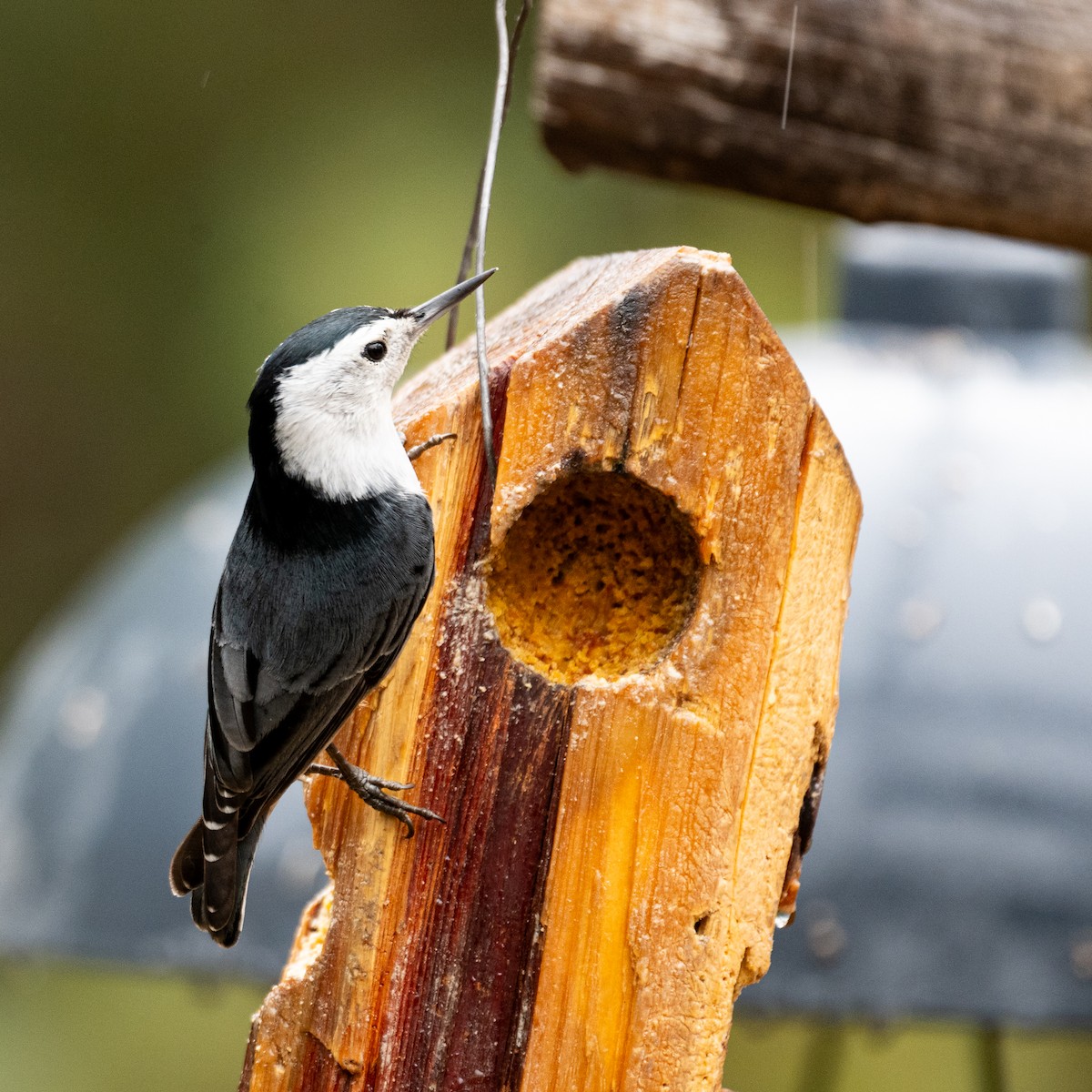 White-breasted Nuthatch - ML647598109