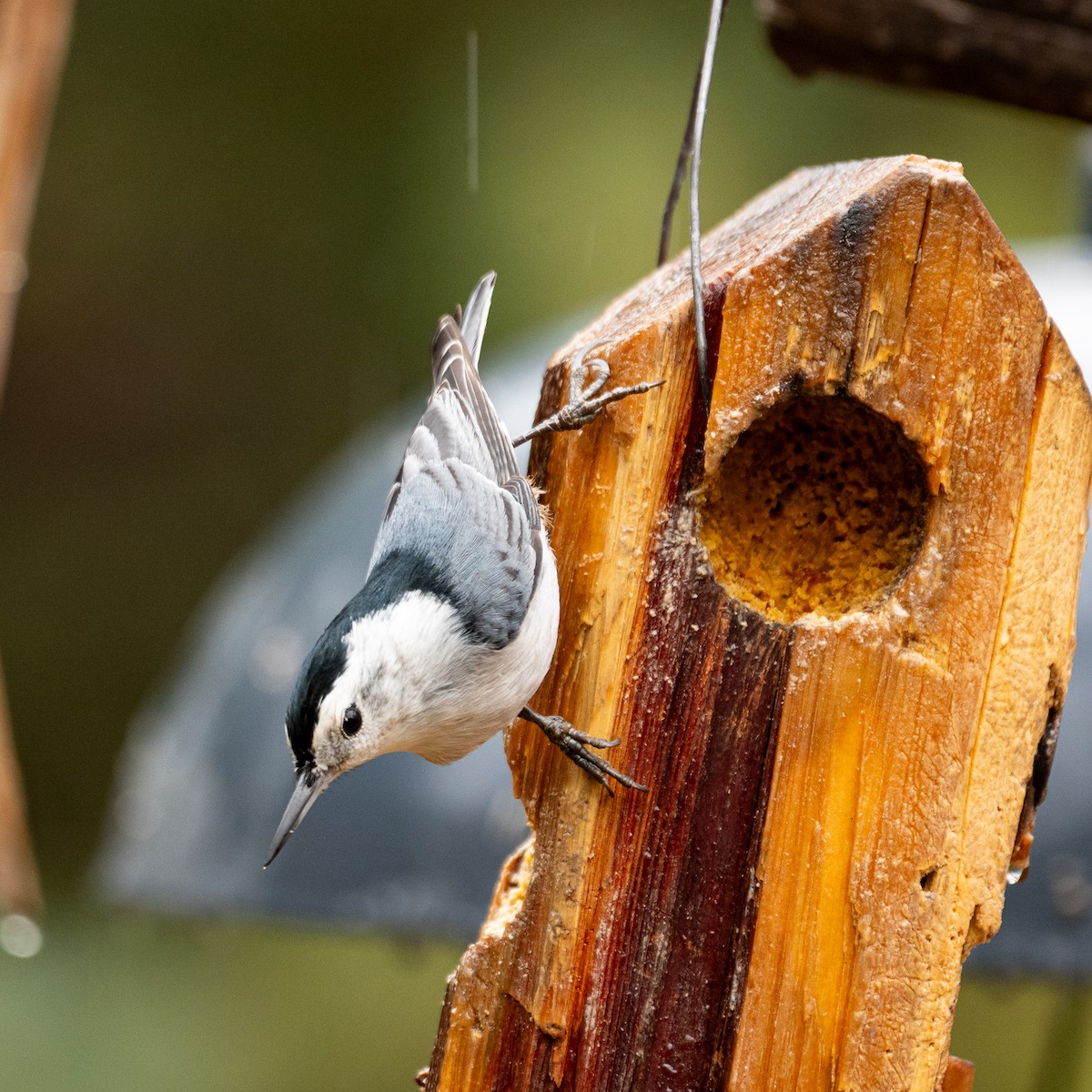 White-breasted Nuthatch - ML647598110