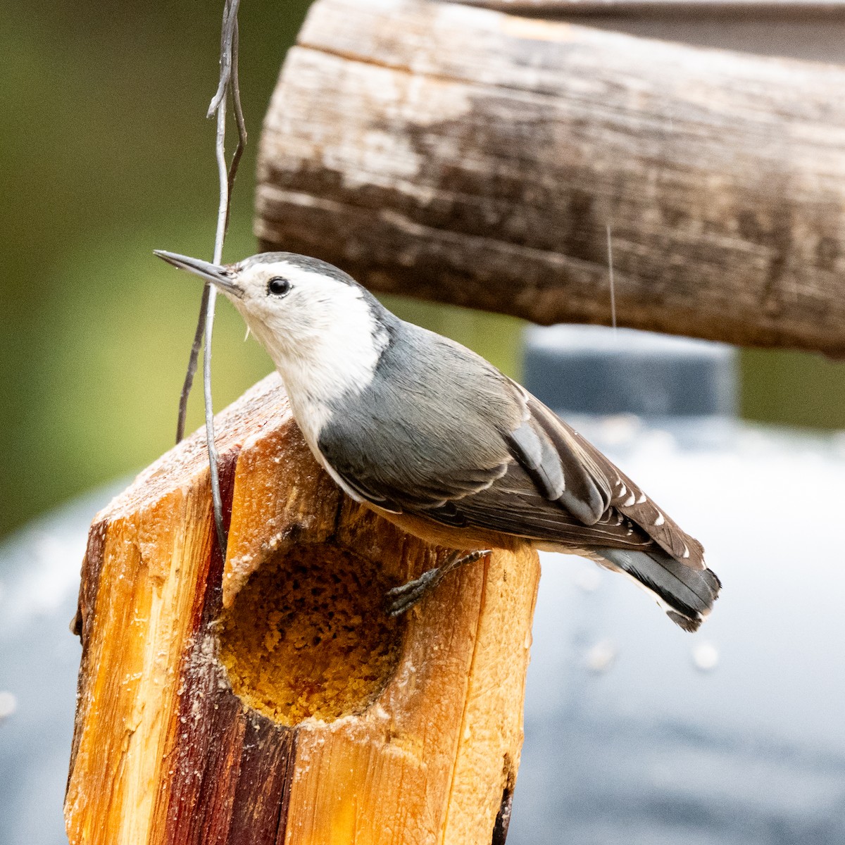 White-breasted Nuthatch - ML647598111