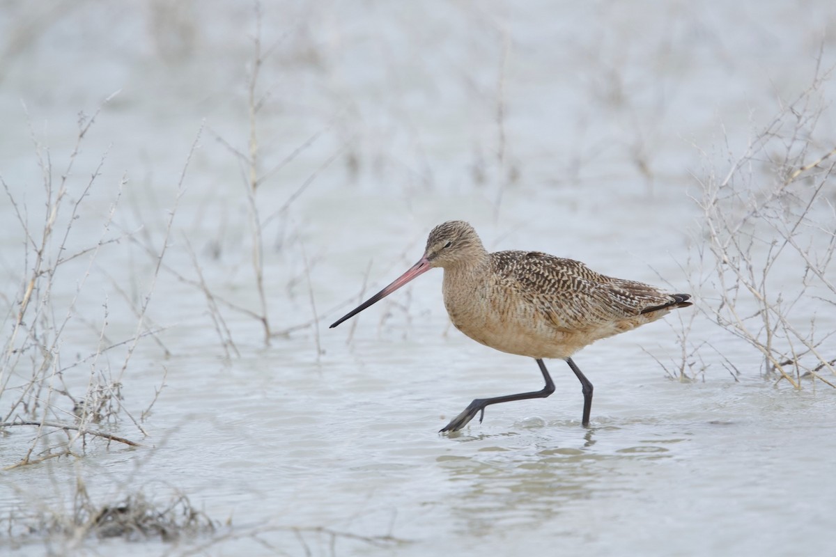 Marmorschnepfe - ML647598135