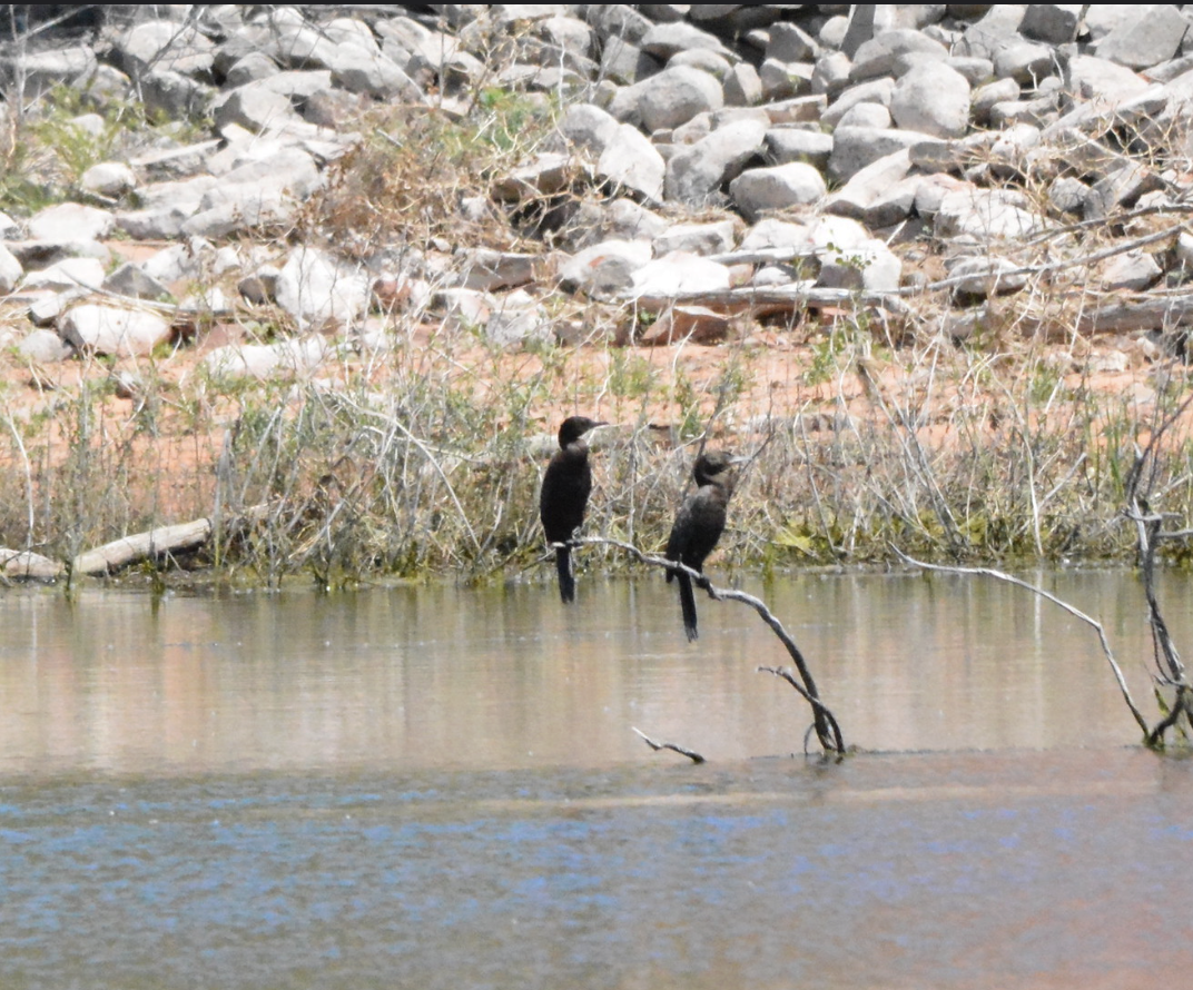 Neotropic Cormorant - ML647598138