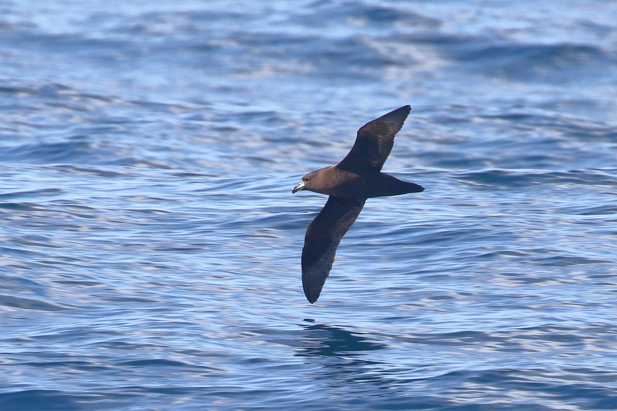 Westlango petrel beltza - ML647598141