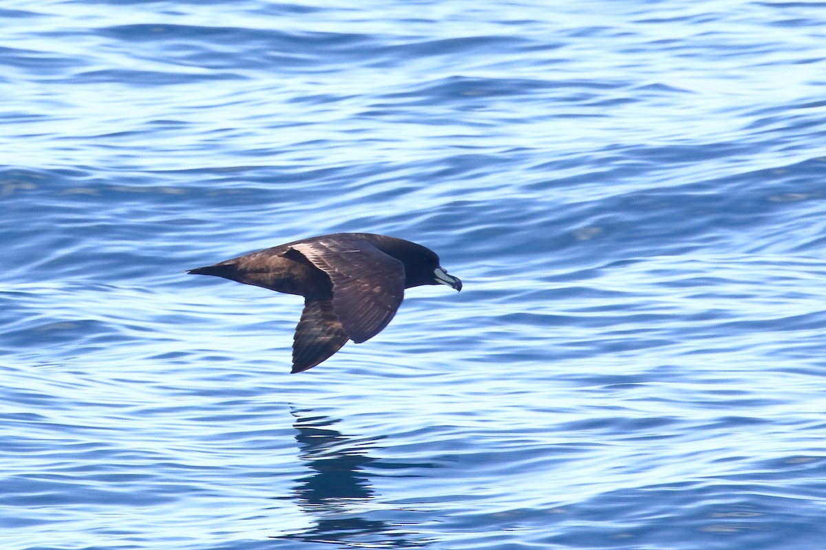 Westlango petrel beltza - ML647598142