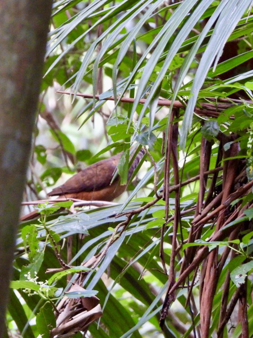 Brown Cuckoo-Dove - ML647598144