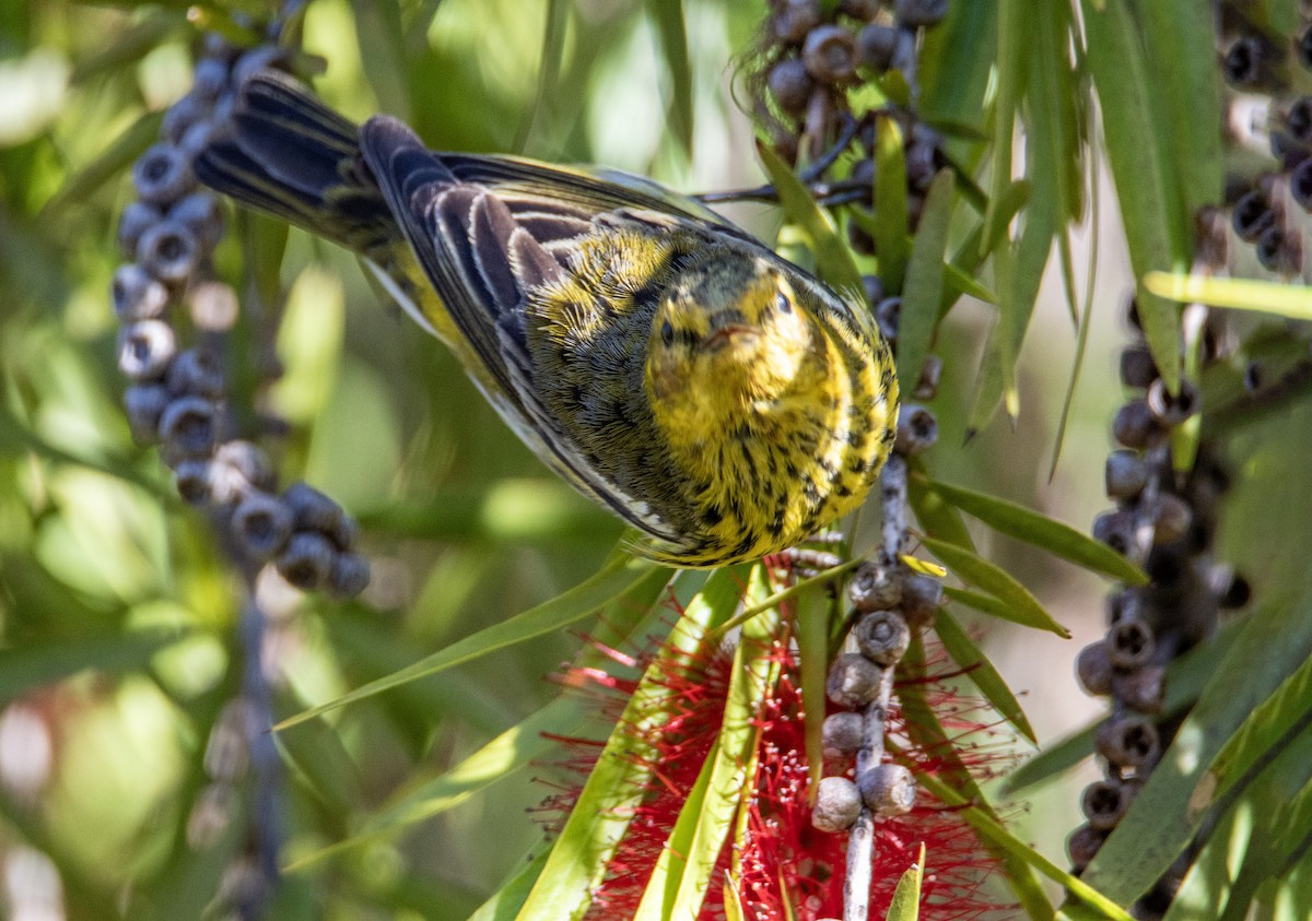 ホオアカアメリカムシクイ - ML647598145