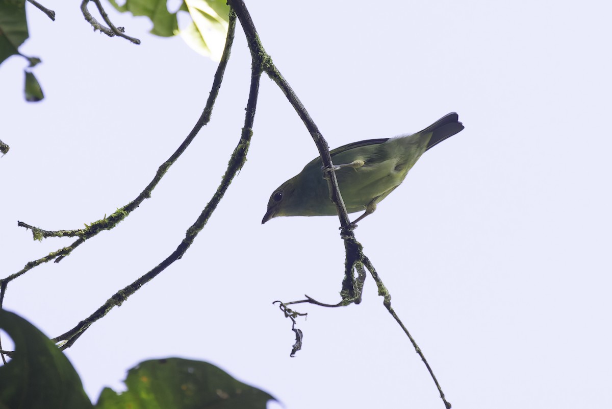 Tangara Cabecibaya (Pechiazul) - ML647598146
