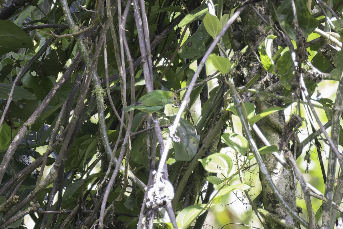 Tangara Cabecibaya (Pechiazul) - ML647598147