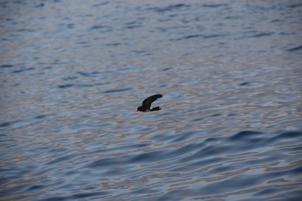 Elliot's Storm-Petrel - ML647598149