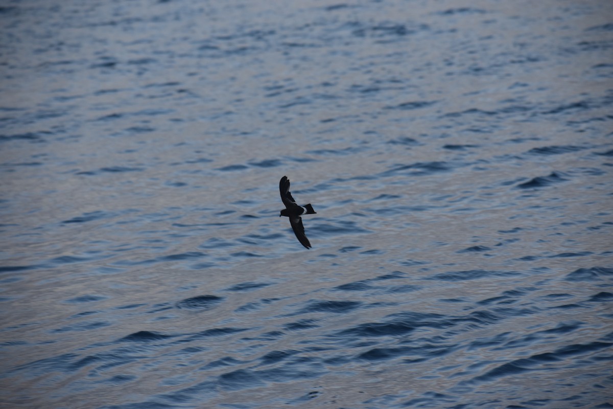 Elliot's Storm-Petrel - ML647598151