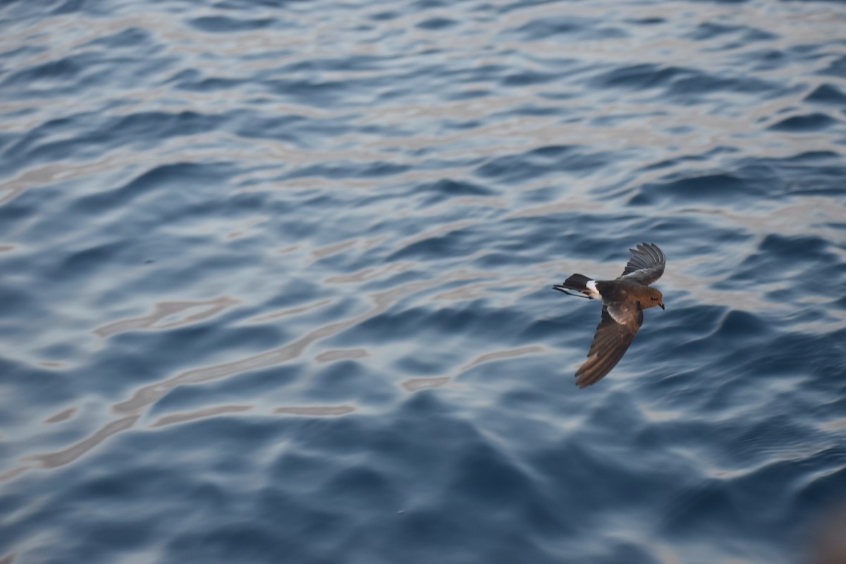 Elliot's Storm-Petrel - ML647598158