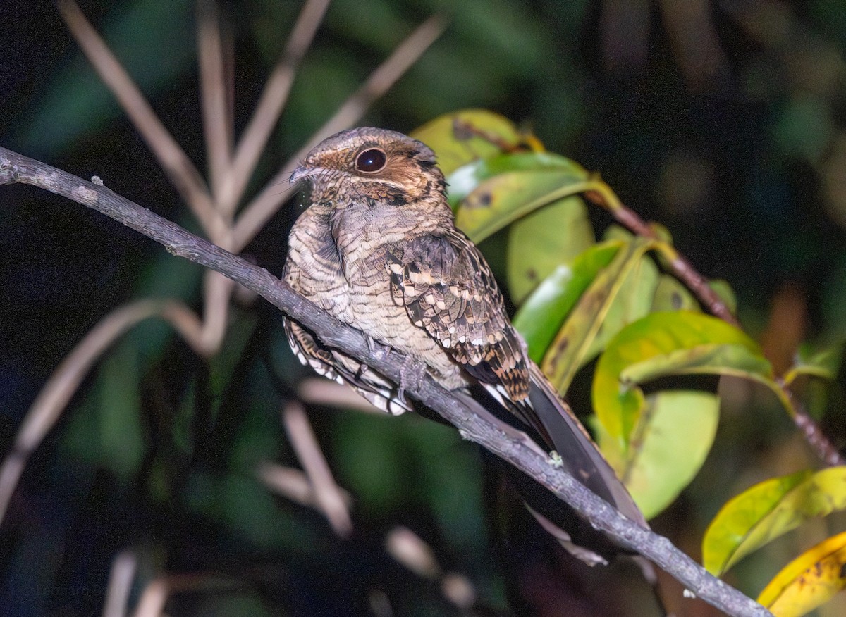 pauraquenattravn - ML647598198