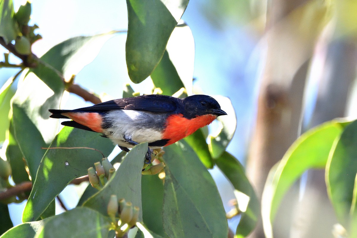 ヤドリギハナドリ - ML647598202