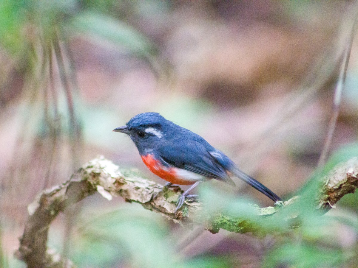 Gray-throated Chat - ML647598203